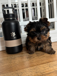 Gourde Canini 4-en-1 pour chien – vue du produit en situation