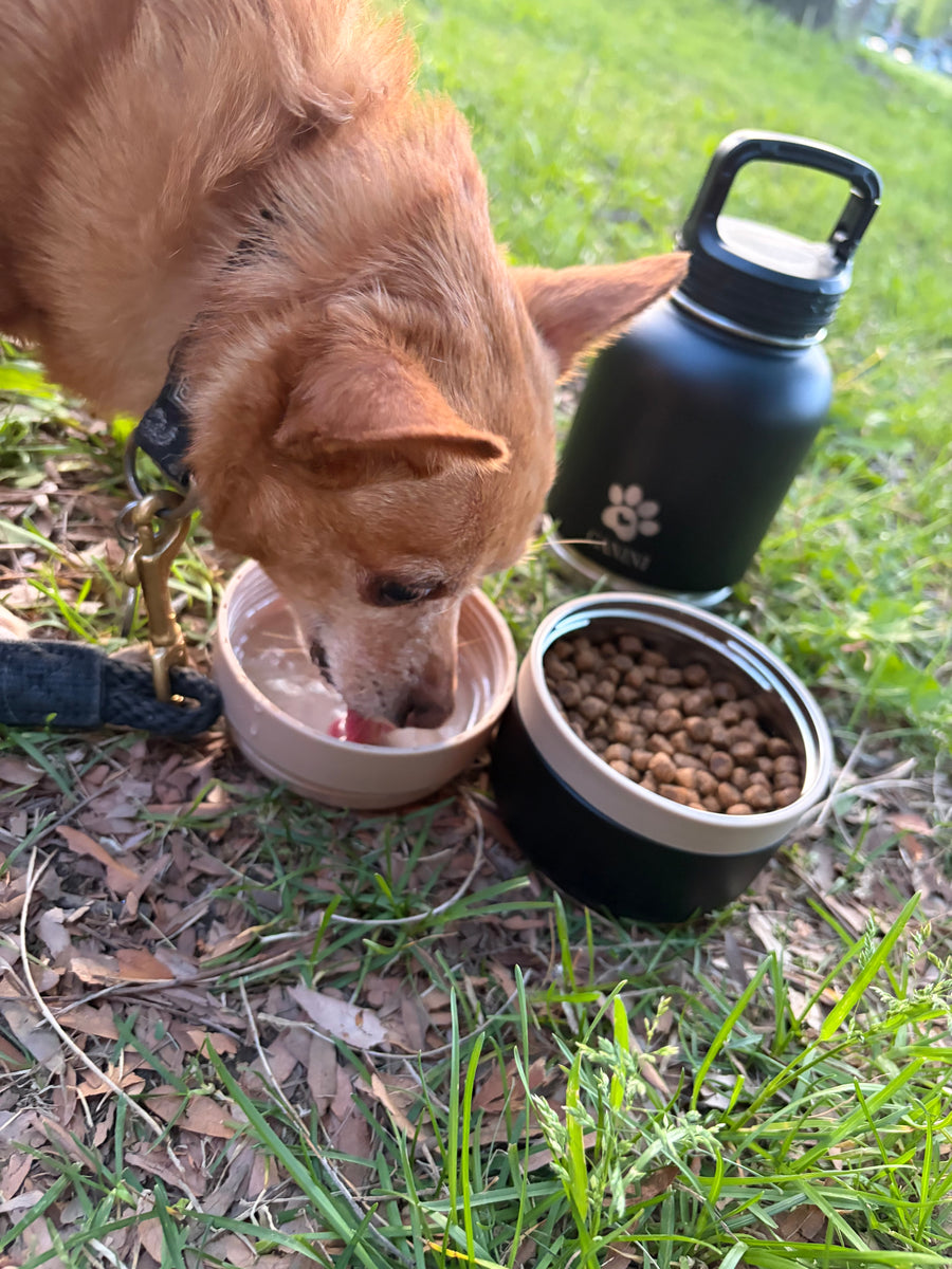 Gourde 4-en-1 Canini en acier inoxydable pour chien, vue principale