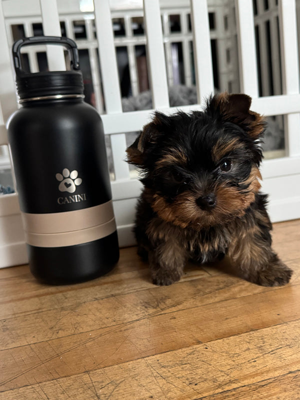 Gourde 4-en-1 Premium pour Chien