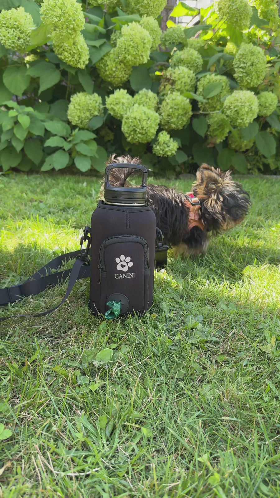 Vidéo de la gourde 4-en-1 Canini utilisée en promenade avec un chien